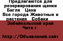 Предлагаются для резервирования щенки Бигля › Цена ­ 40 000 - Все города Животные и растения » Собаки   . Забайкальский край,Чита г.